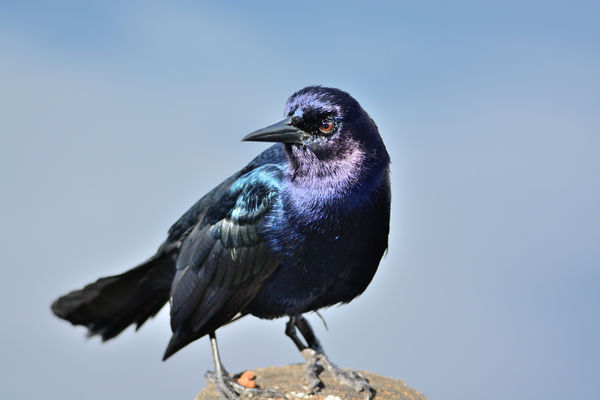 Boat-Tailed Grackle (Male)...