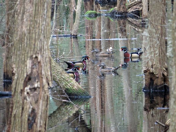 Wood ducks in the swamp...