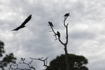 Vultures freedom of flight...