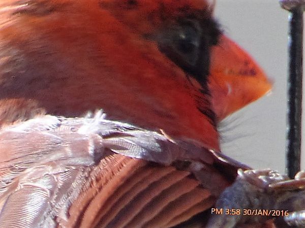 Male Cardinal @224x approx. 100ft. away...