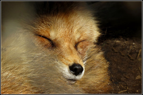 the second fox snuggling down...