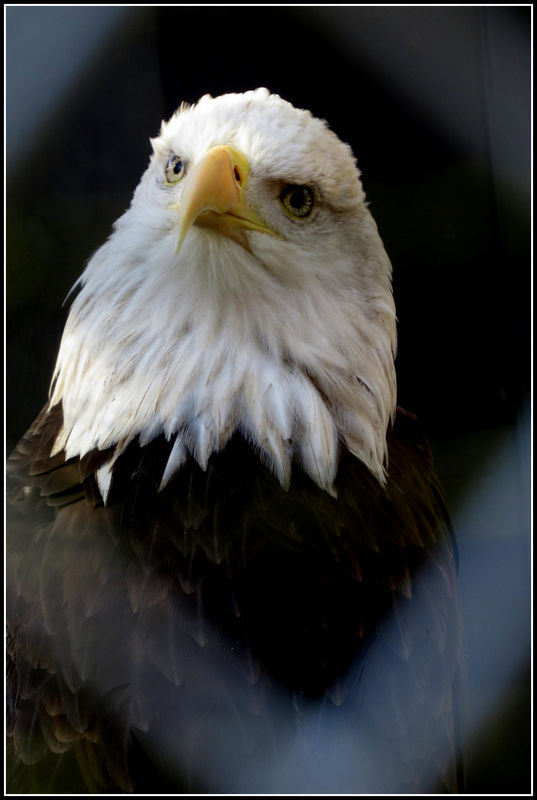 eagle nicely framed through the fence...