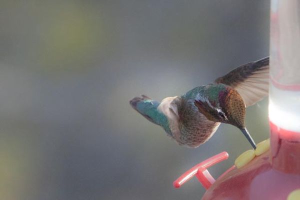 Mono-winged Hummingbird...