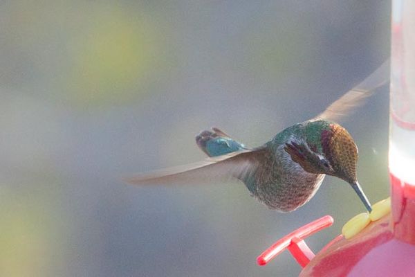 Duo-winged Hummingbird...