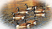 Canadian geese swimming free....