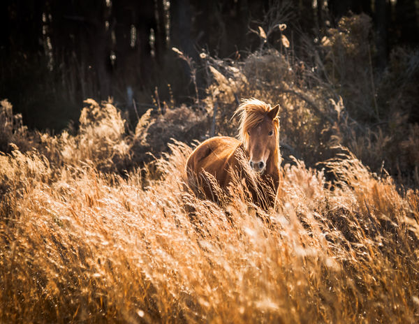 Wild Horses of Assateague - backlit...