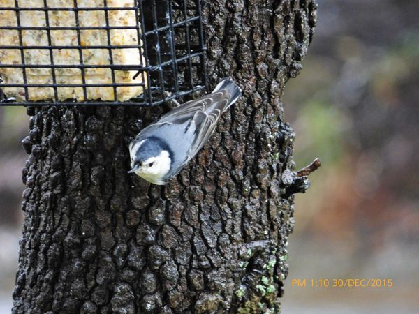 Nuthatch , elusive but, posing for a picture...