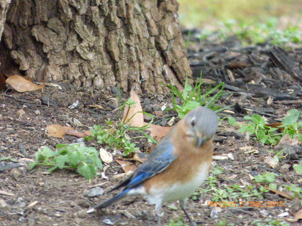 female Bluebird...