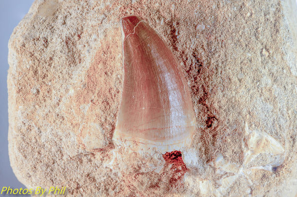 Fossil Mosasaur tooth in matrix, stacked...