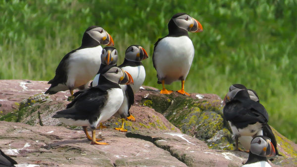 Atlantic Puffins, handheld SX50 from a small boat ...