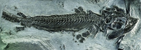 Creationists are bewildered by this fossil...