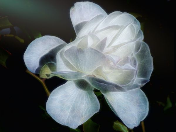 Variant of Gardenia - Glow Effect...