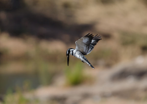 Pied Kingfisher hoovering....