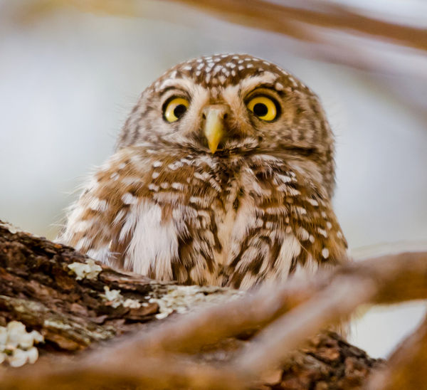 Youg pearl spotted Owl , Not 100% sure...