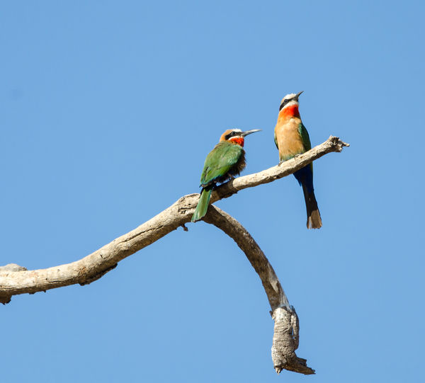 White Fronted Bee-eater...