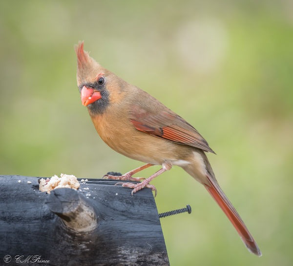 Northern Cardinal/female...
