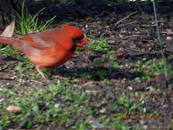 Male Cardinal with a black oiled seed...