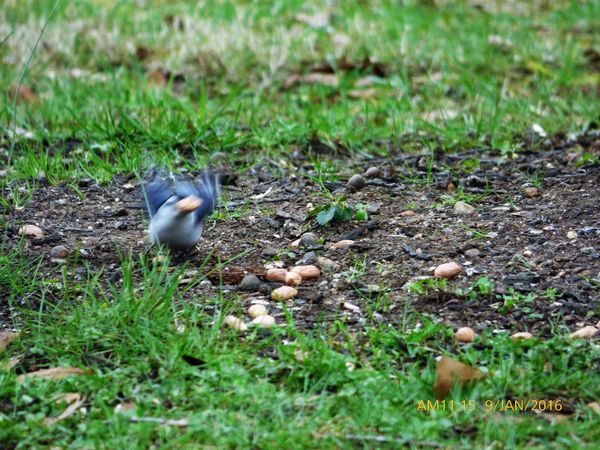 This Nuthatch thought he could elude me , they're ...