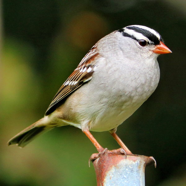 White-crowned Sparrow (adult) on post...