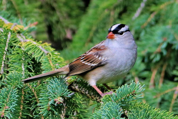 White-crowned Sparrow (adult) in Spruce tree...