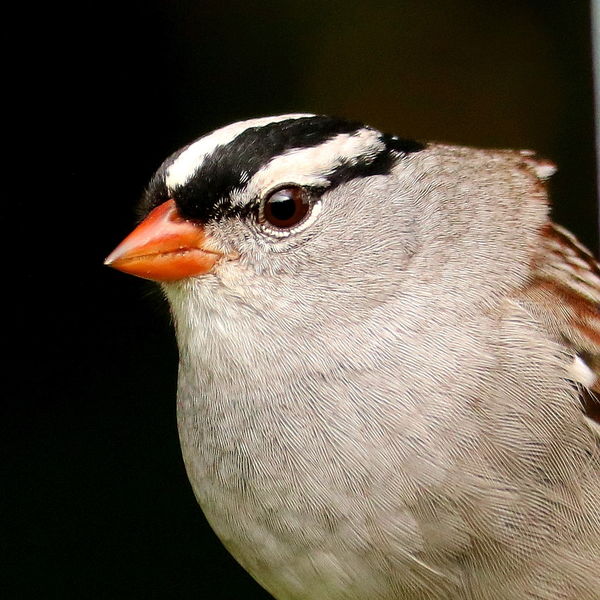 White-crowned Sparrow (adult) headshot...