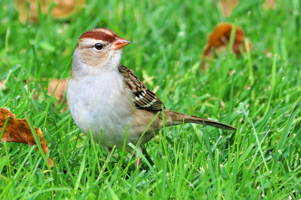 White-crowned Sparrow (juvenile/immature) on lawn...