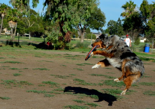 Dog Park frisbee fun...