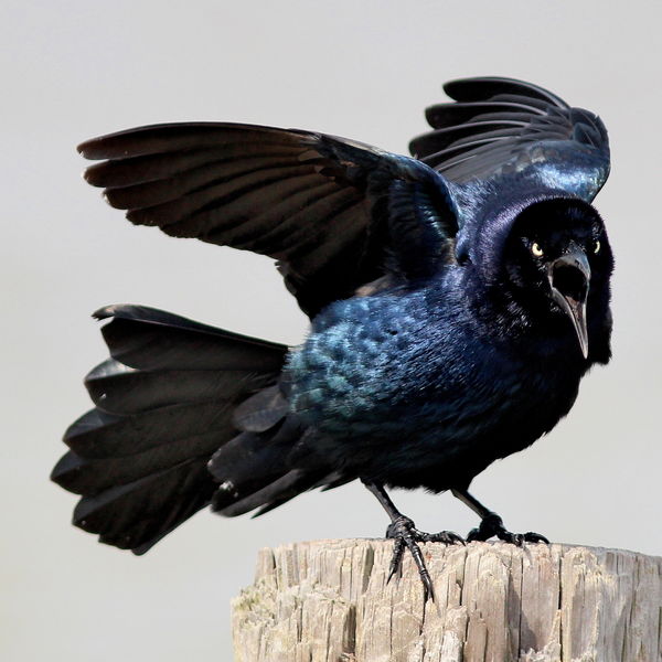 A Cousin from Texas, male Great-tailed Grackle...