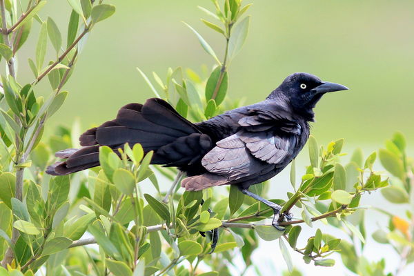 Another Great-tailed Grackle from Texas...