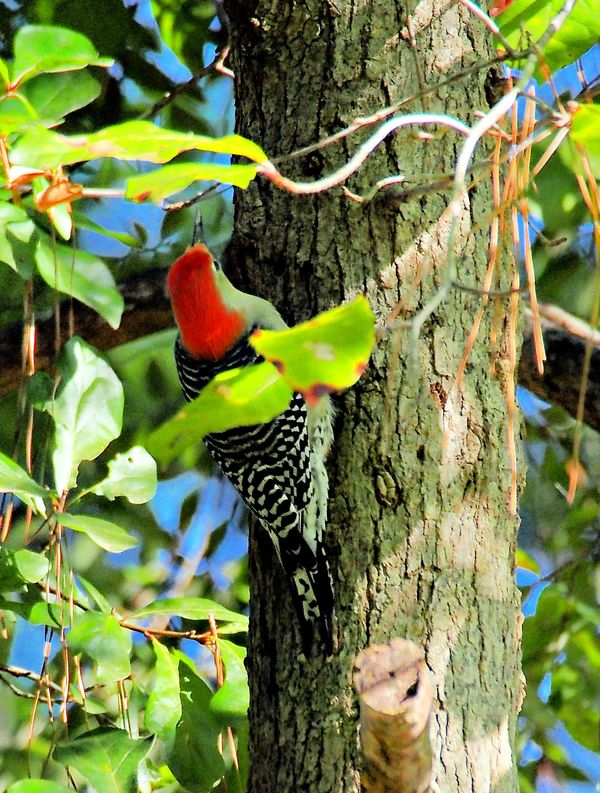 Male Red Bellied Woodpecker...