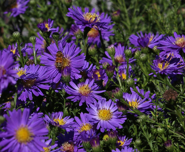 Fall Aster with Honey Bee...