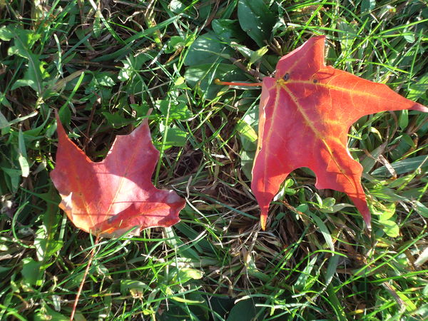 Just a couple red leaves...