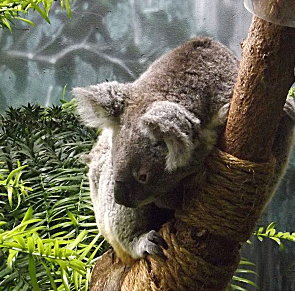 koala...