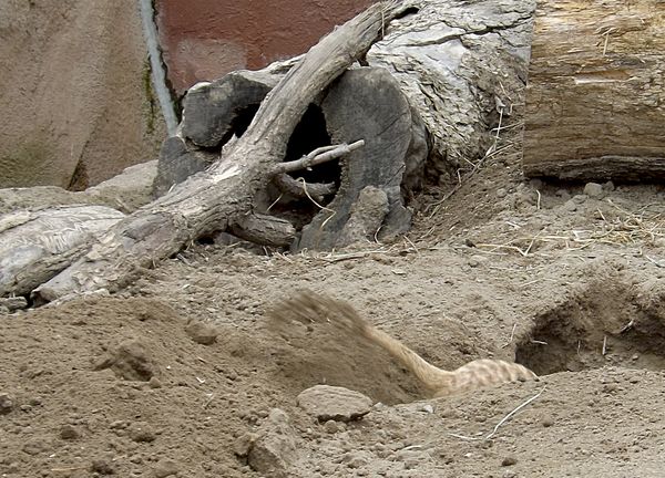 meerkat digging...