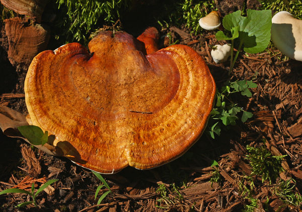 Mature mushroom in bright coloration...