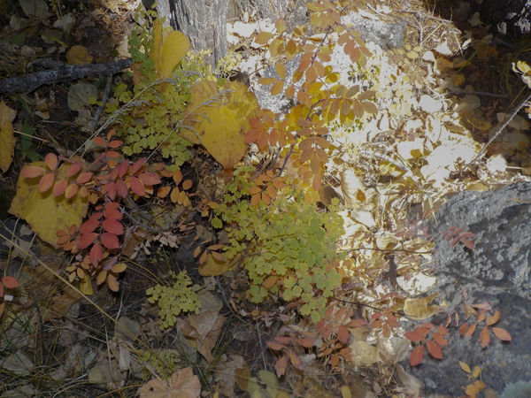 colorful leaf mosaic...