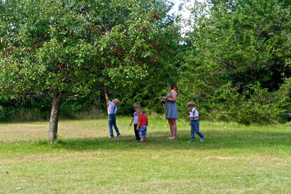 Kids having a good time getting apples from tree....