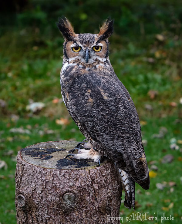 Great Horn Owl...