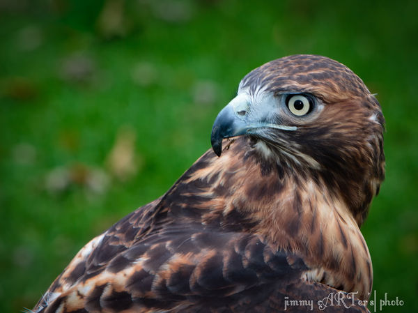 Eastern Red-tail hawk...