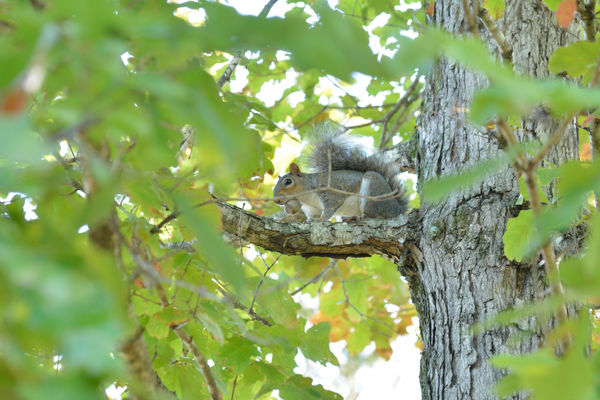 Squirrel.... Followed This One Around For A Few...