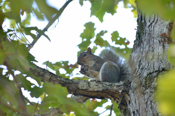 Squirrel.... Followed This One Around For A Few...