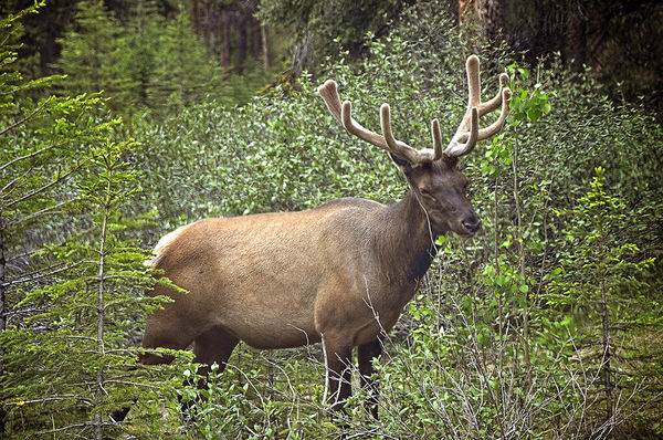 Elk in the woods...