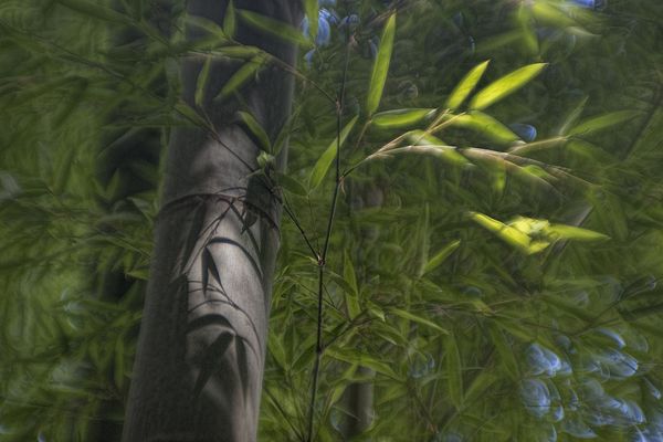 Modded TH projection lens: bamboo near my house in...