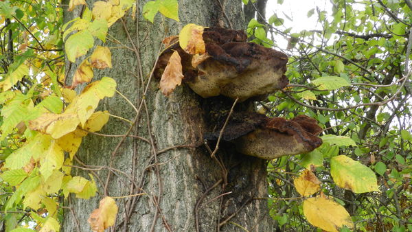 Yuk! What's that growing on the tree trunk?...