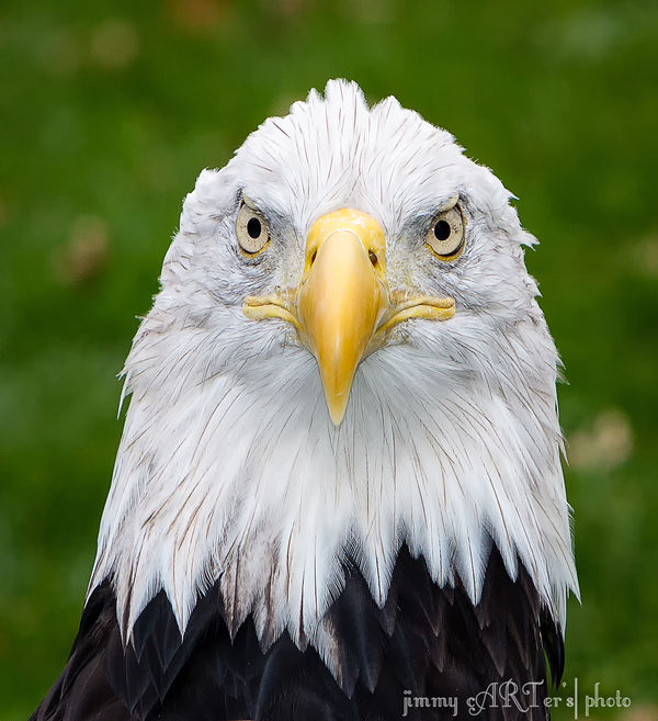 Deshka. Bald Eagle. [19 yrs.]...
