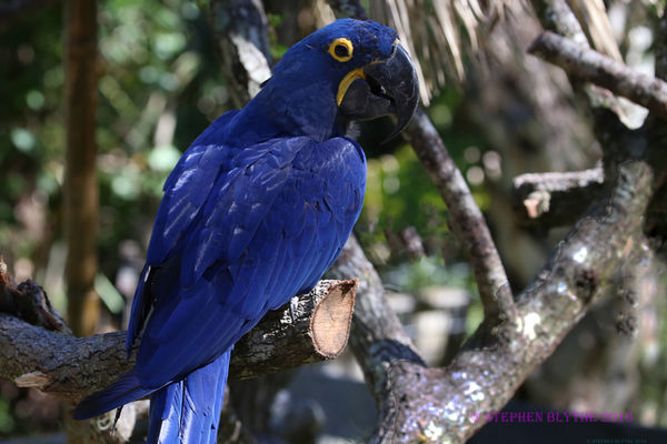 Hyacinth Macaw...