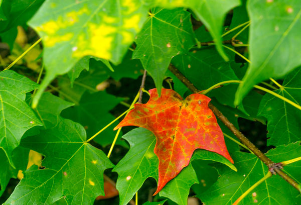 Fall is coming y'all!  One leaf at a time!...