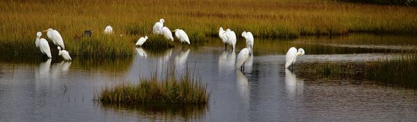 Egrets and one lonely Blue Heron...