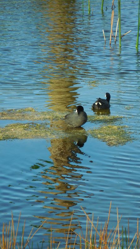 Pair of coots with reflected palm taken in Grissom...