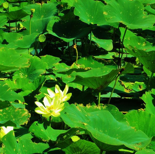 Water lilies at Carter Lake, IA...